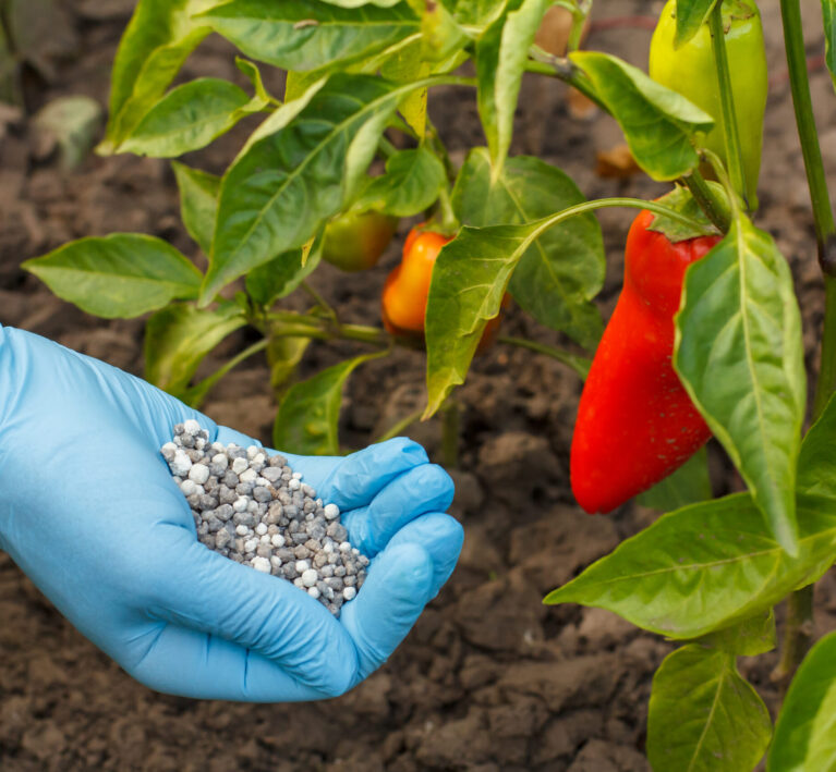 farmer-hands-in-rubber-gloves-holds-chemical-ferti-2026-01-11-09-27-57-utc
