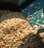 Farmer using a coffee cherry pulping machine to process beans. Drying organic coffee beans as part of the milling process.