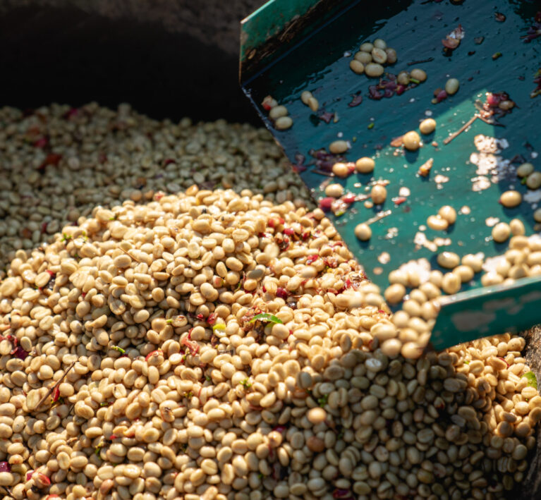 Farmer using a coffee cherry pulping machine to process beans. Drying organic coffee beans as part of the milling process.