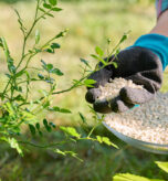 Granular mineral fertilizers for rose plant, spring and summer scheduled feeding. Close-up of fertilizer in woman's hands near bush in backyard. Plant care, cultivation, nature, garden landscaping