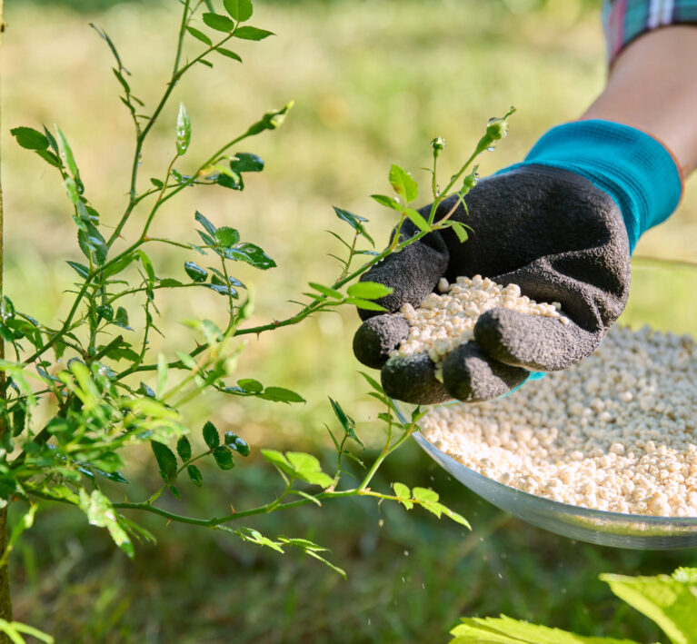 Granular mineral fertilizers for rose plant, spring and summer scheduled feeding. Close-up of fertilizer in woman's hands near bush in backyard. Plant care, cultivation, nature, garden landscaping