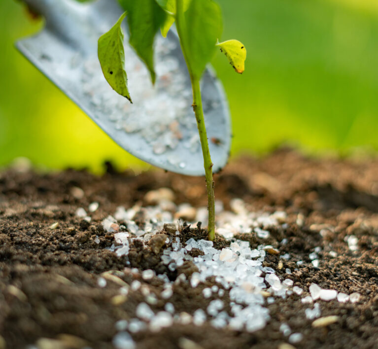 put some fertilizer gmo or poison in shovel in the soil under small plant