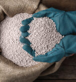 Woman with handful of fertilizer over bag on wooden table, top view. Horticulture and gardening